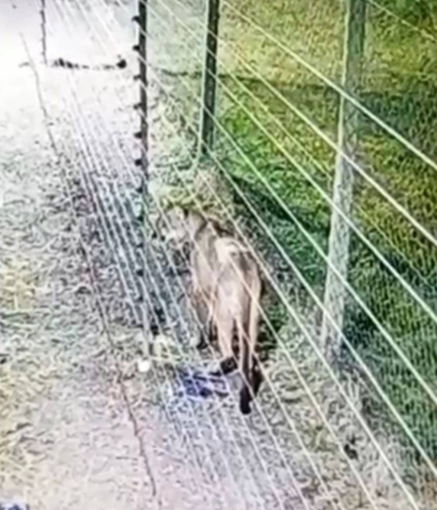 Caso del puma: “hay que mirarlo fijo, levantar las manos y gritarle”